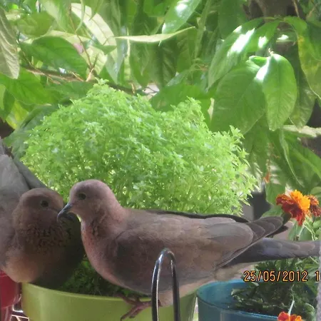 Afflon Old Marin Αττάλεια